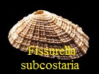  AAA Vignettes galerie fossiles Fissub10