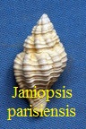  AAA Vignettes galerie fossiles Janiop10