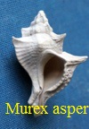  AAA Vignettes galerie fossiles Murex_11