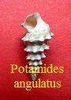 AAA Vignettes galerie fossiles Potaan10