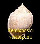  AAA Vignettes galerie fossiles Semgra10