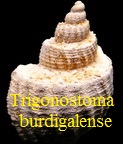  AAA Vignettes galerie fossiles Trigbu10