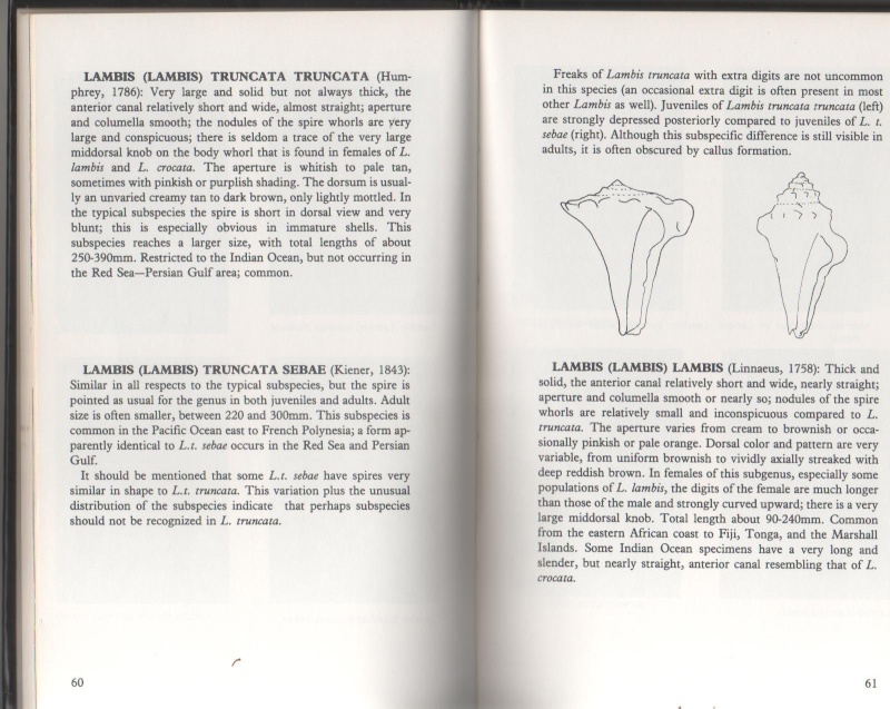 truncata - Lambis truncata sebae (Kiener, 1843) - Page 2 Trunca11
