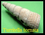  AAA Vignettes galerie fossiles Turito10