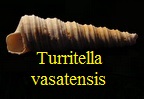  AAA Vignettes galerie fossiles Turrva10