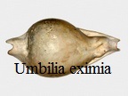  AAA Vignettes galerie fossiles Umbili10