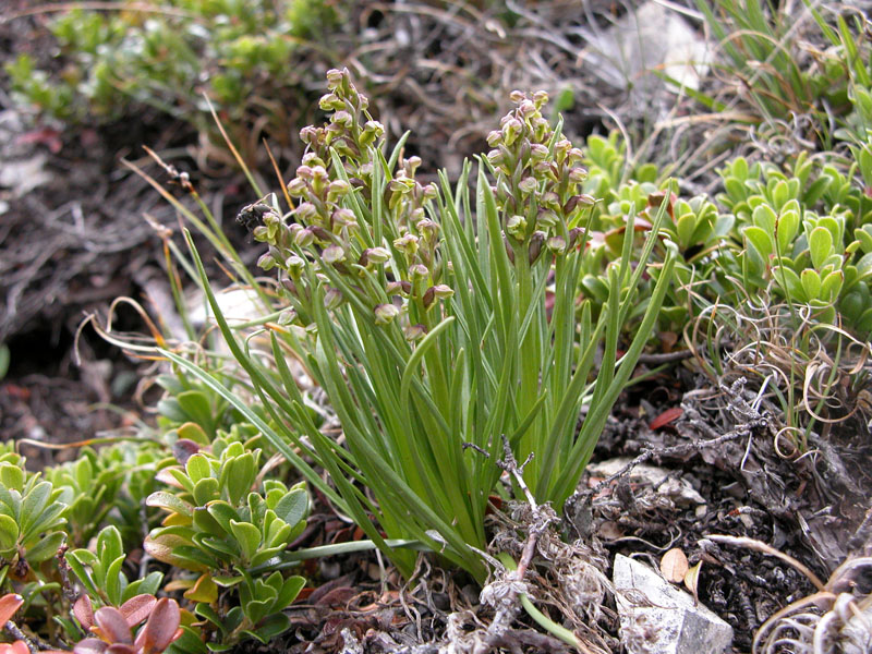 Chamorchis alpina  ( Orchis nain ) Dscn1610