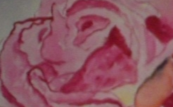 rose moche à l'aquarelle Bozzo110