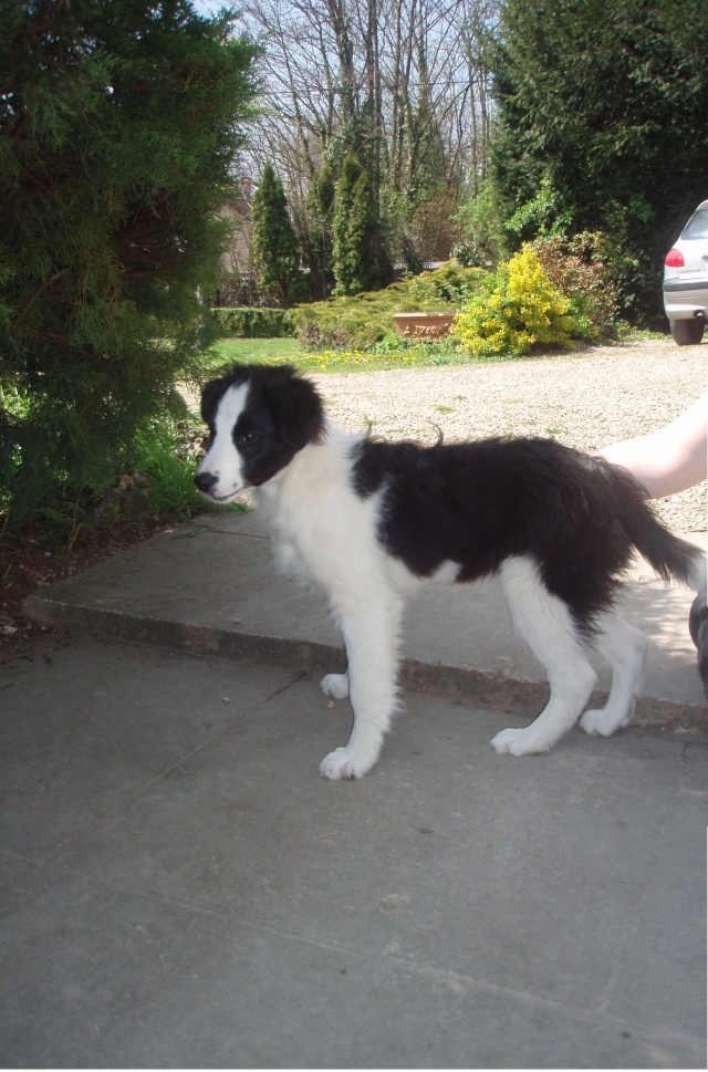 [adopté] Etham border collie de 4 mois P4172212