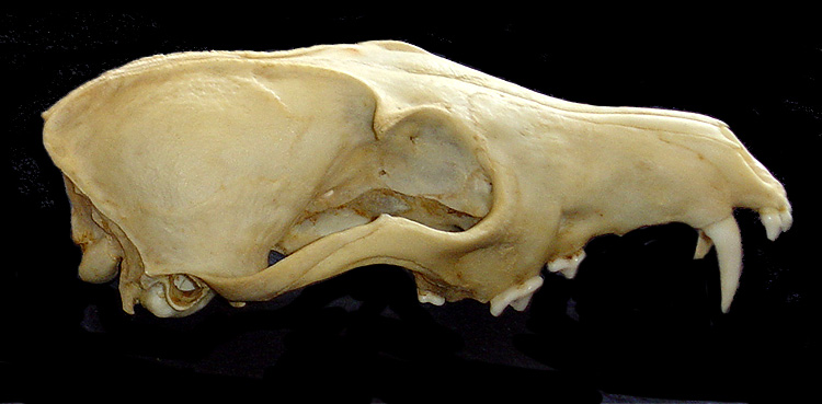 Crâne 2 : chien ou renard ? Crane214