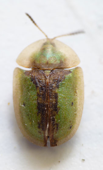 [Cassida sp.] Insecte angevin Insect14