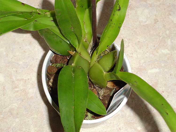 Odontoglossum hybride Orchid11