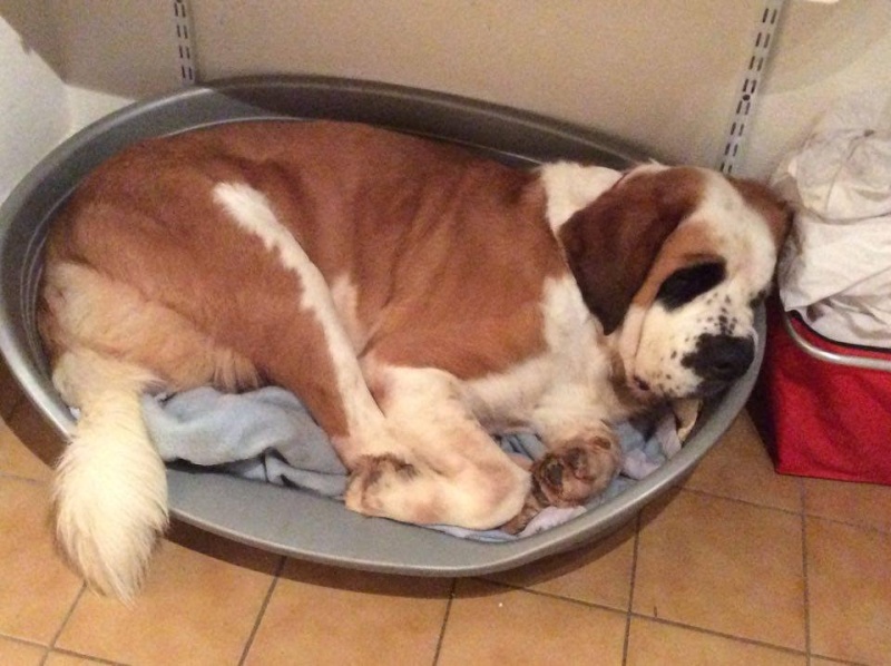 CHICA, femelle Saint Bernard 2 ans  Chica210