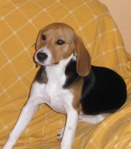 lucas male beagle 7 mois Lucas410