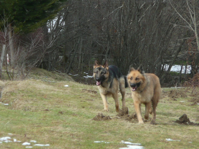 nouvelle de simba adopté en décembre 2009 Simba810