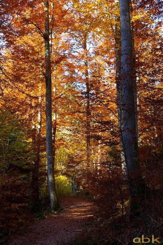 Renouvellement des photos du portail / Propositions ( Automne ) Automn16