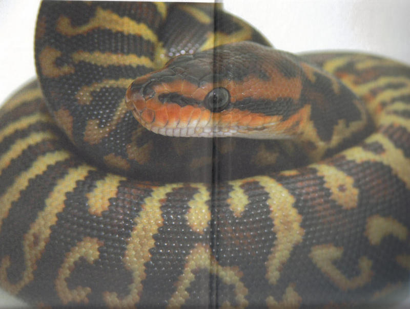 que pensez vous des serpents hybrides Python11