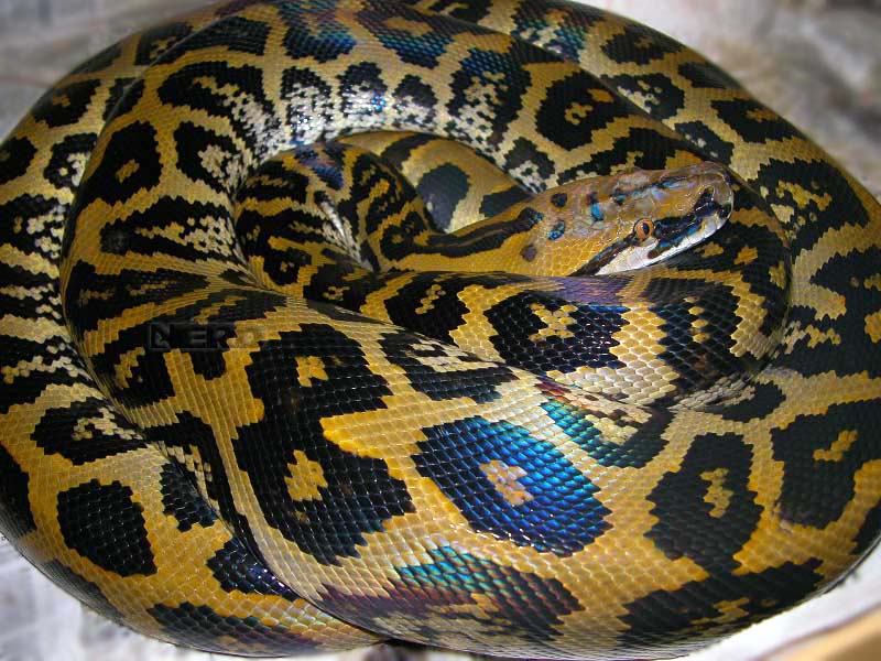 que pensez vous des serpents hybrides Python12
