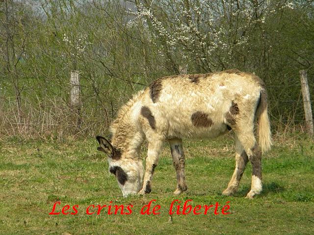 (dept 71) MONSEIGNEUR, âne, réservé par nathee!!!!!! (Oct 2010) 33110