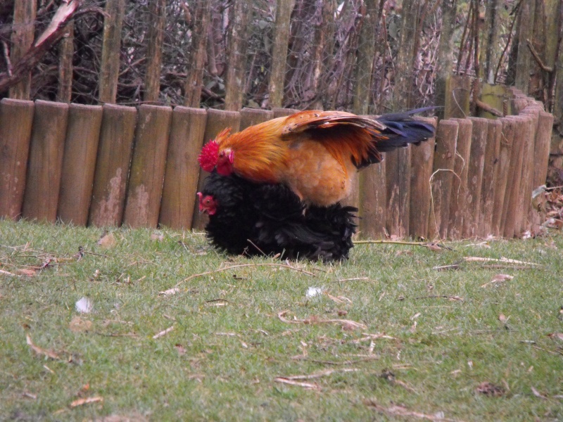 Trucs à plumes en tout genre !! Niouco18