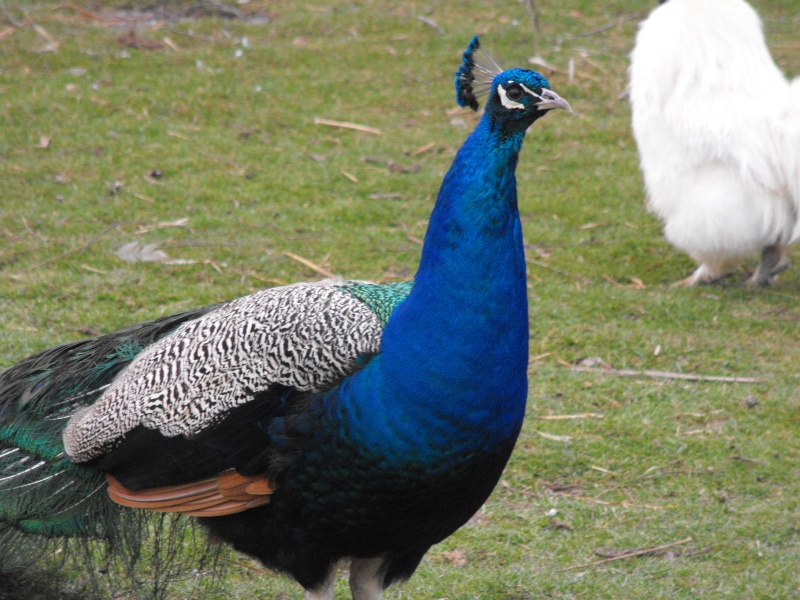 Trucs à plumes en tout genre !! Niouco25