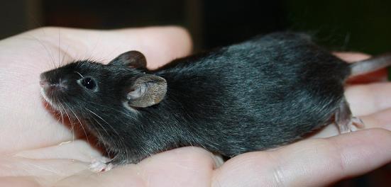 Les différentes morphologie chez les souris Noir10