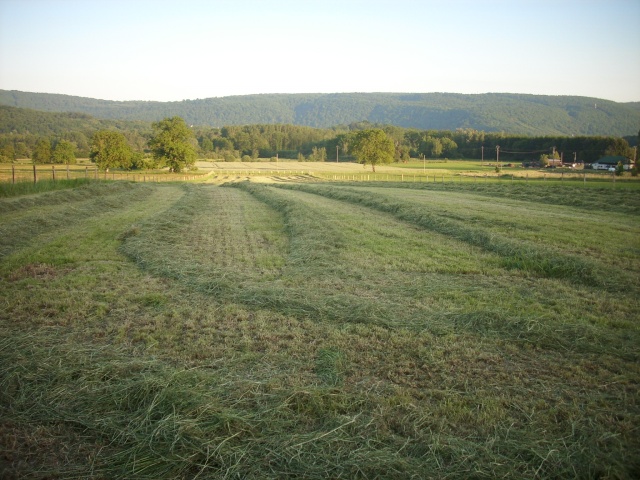 Instalation du pré pour un futur cheval - Page 3 Dsci7715