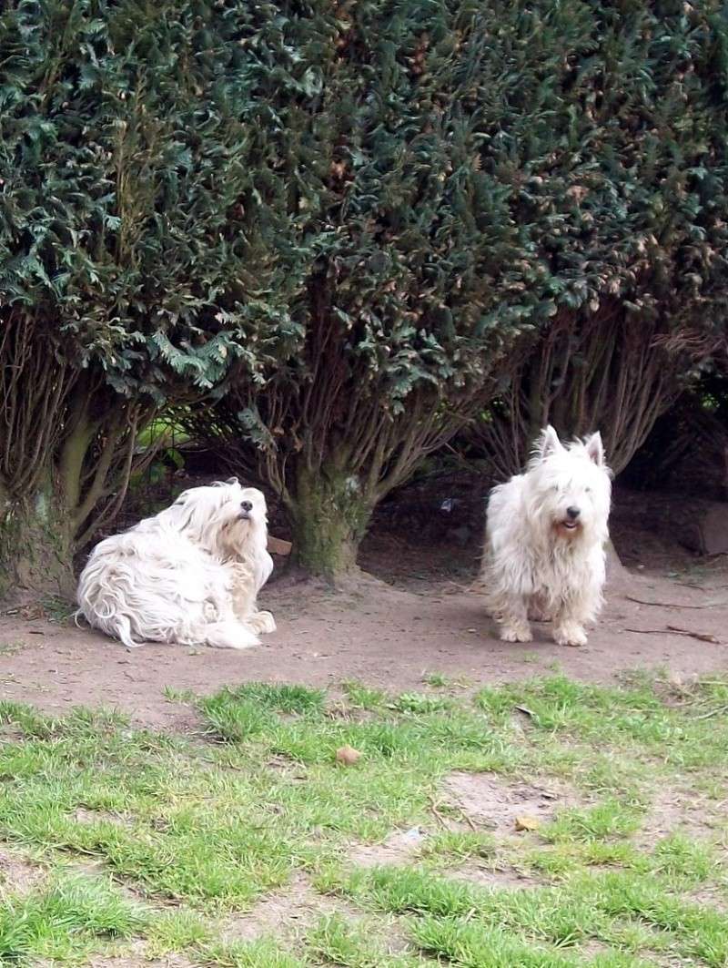 DAISY ET POUPETTE westie femelles de 5 et 6ans Poupet12