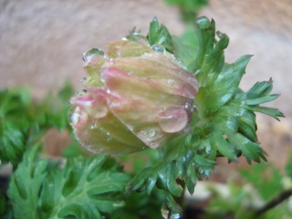 surprenantes plantes chez Tati Jardin 20151117