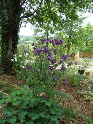 surprenantes plantes chez Tati Jardin Ancoli10