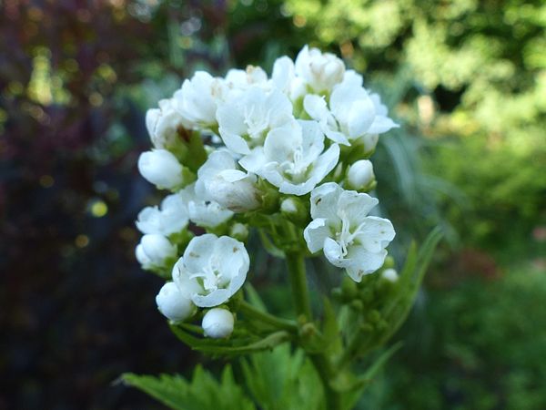 Deux géantes pour Vero! (Datisca cannabina et Napaea dioica) Napaea12