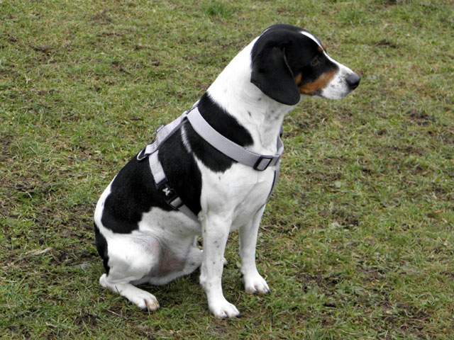 ENZO (Cocker croisé Beagle) Enzo310