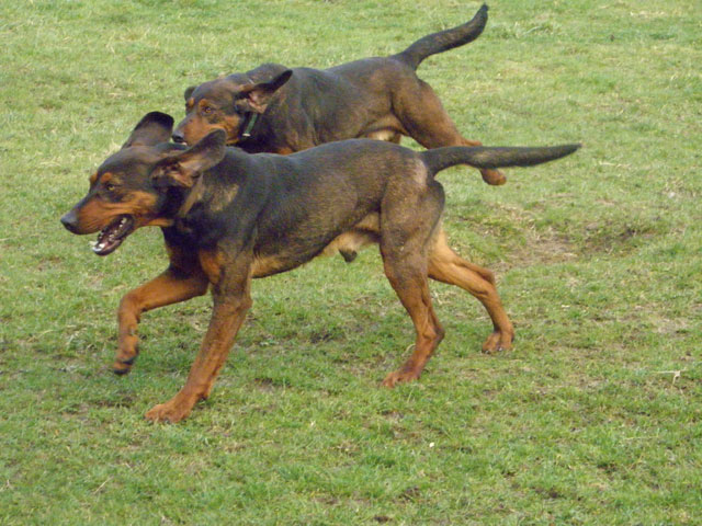 LAZARE (Croisé Basset des Alpes) Platon10