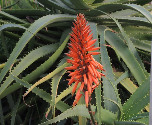 Aloe marlothii, Aloe rupestris, Aloe x principis : comparaison Dscn5317
