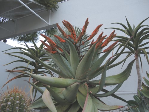 Aloe marlothii, Aloe rupestris, Aloe x principis : comparaison Dscn5318