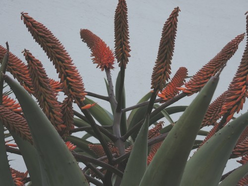 Aloe marlothii, Aloe rupestris, Aloe x principis : comparaison Dscn5320