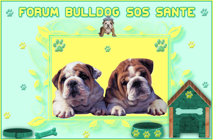 Bulldog - SOS- Sant
