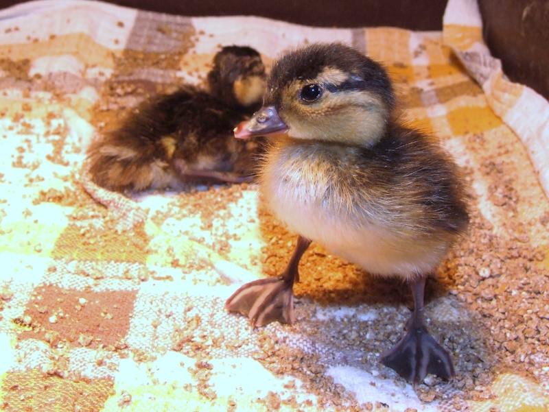 Les canards mandarins 02110