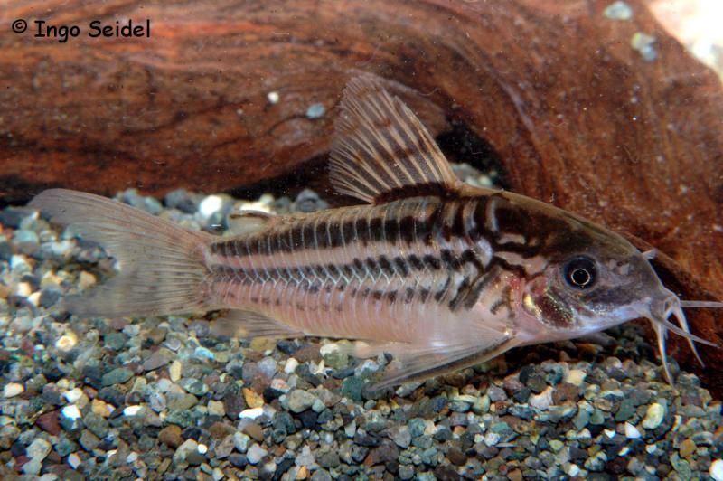 petite question : corydoras Elegans ou Napoensis Displa10