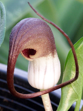 Arisarum proboscideum Arisar10