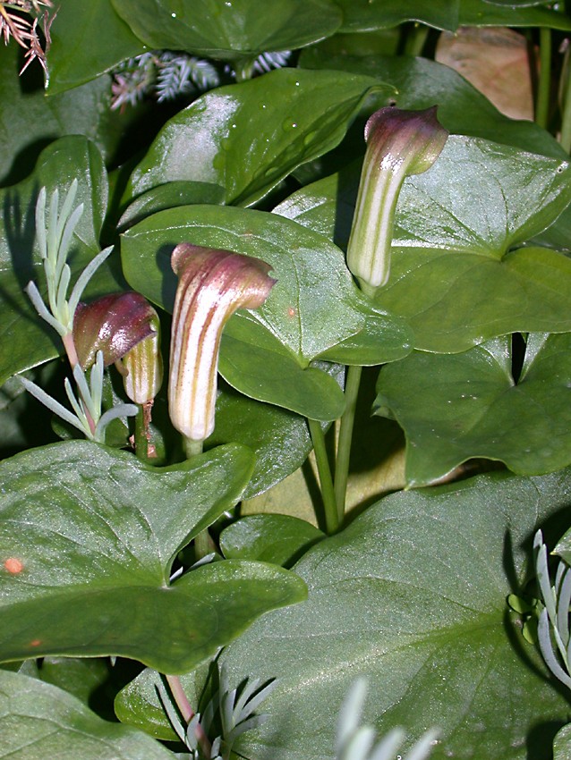 Arisarum vulgare Arisar14