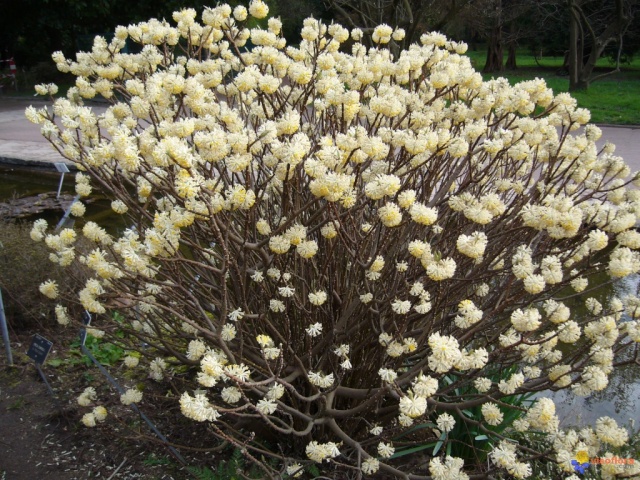 Edgeworthia tomentosa Edgewo11