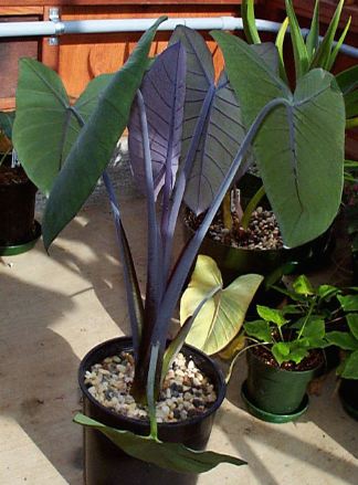 Xanthosoma violaceum Violac10