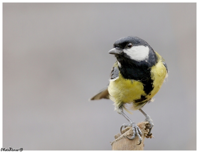 Les oiseaux chantent Mysang11