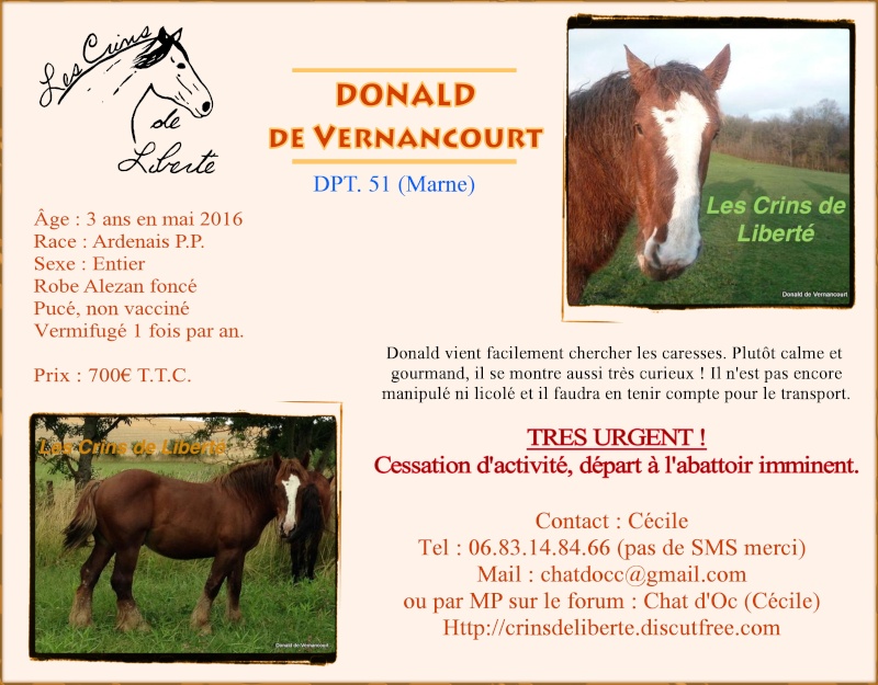 Dpt 51, 3 ans, Donald de Vernancourt, ardennais, réservé par Luisia (Août 2016) Donald11