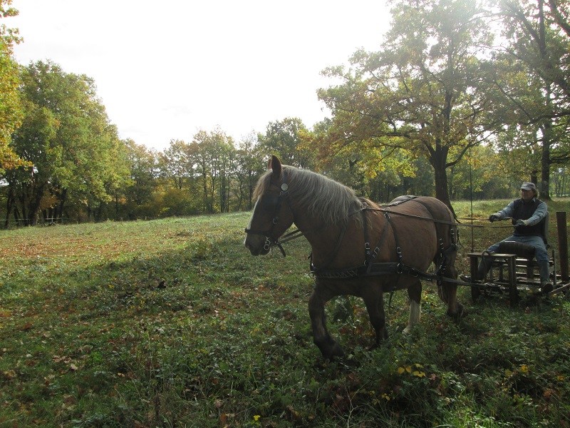 (Dept19) VICTOR, Trait Breton, sauvé par Karine16 et sa famille !!! (Février 2015) Img_0412