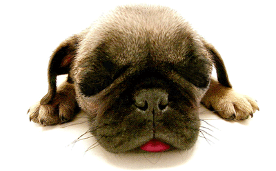 animaux Chien10