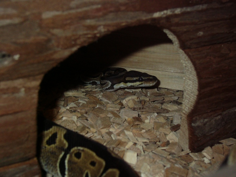 quelques nouvelles de Rython...mon python regius P1100325