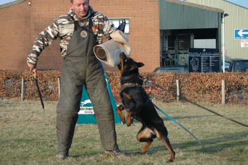 Training with Norweign champion Trond (schutzhund) 09463113