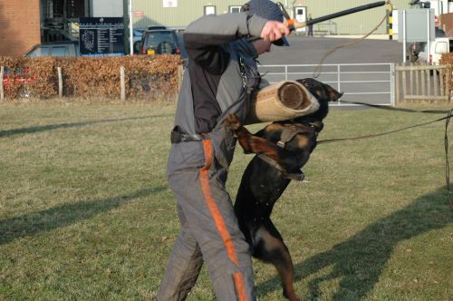 Training with Norweign champion Trond (schutzhund) 49465711